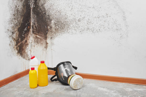 Best Affordable Mold Removal  in Gordonsville, VA