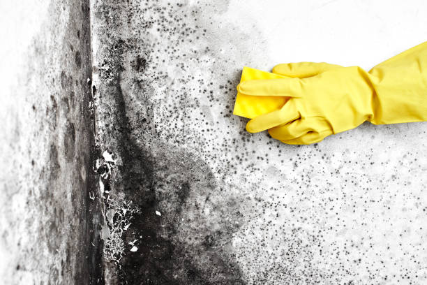 Best Mold Testing  in Gordonsville, VA