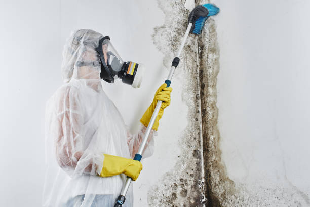 Best Black Mold Removal  in Gordonsville, VA