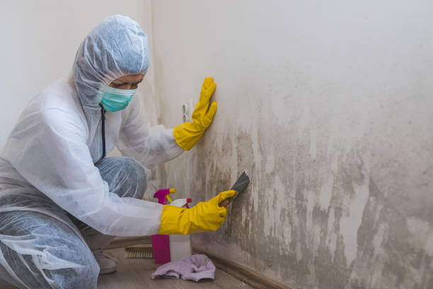 Best Mold Remediation  in Gordonsville, VA