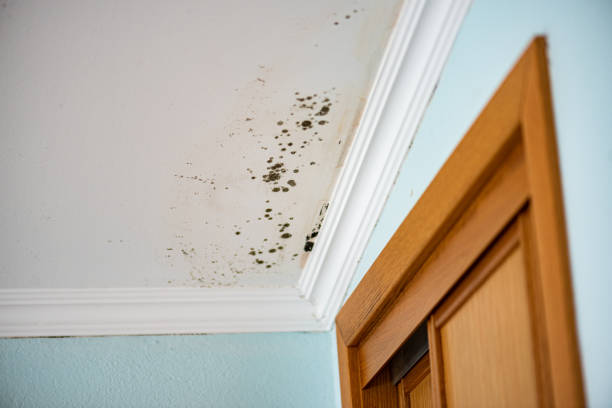 Best Office Mold Removal Services  in Gordonsville, VA