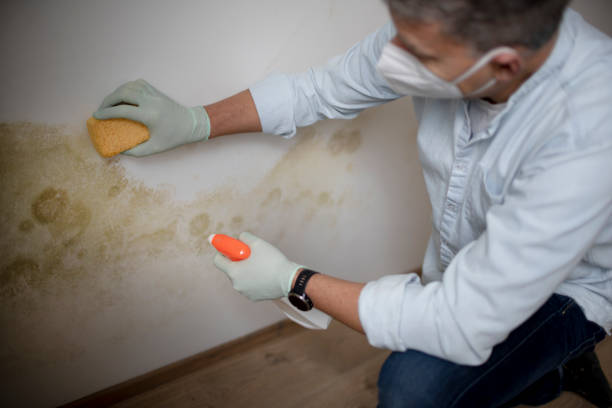 Best Mold Removal Company Near Me  in Gordonsville, VA