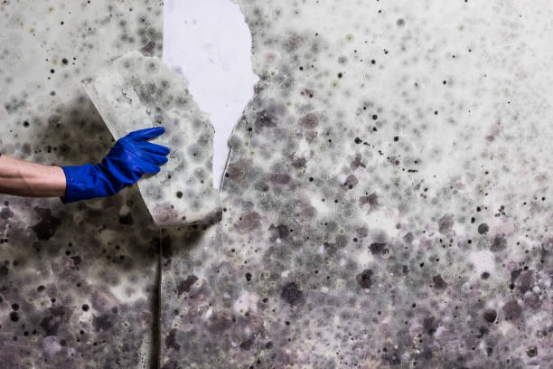 Best Mold Cleaning Services  in Gordonsville, VA