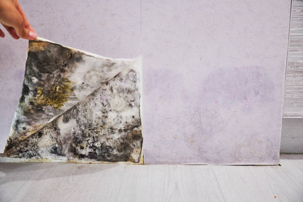 Best Best Mold Removal Companies  in Gordonsville, VA